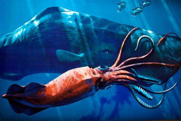 Kraken 6 at